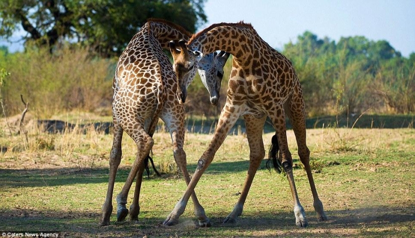 Tango de jirafa
