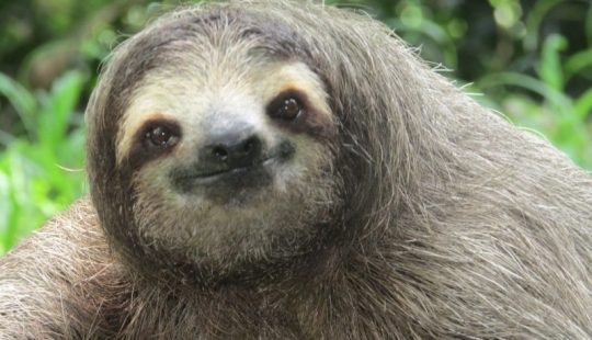 ¿Te reconoces? El autor del meme sobre el perezoso naranja continúa deleitándose con sus obras sobre la pereza materna