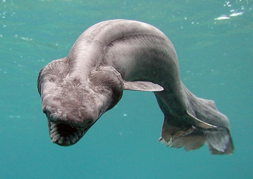 Ten of the most unusual ocean fish