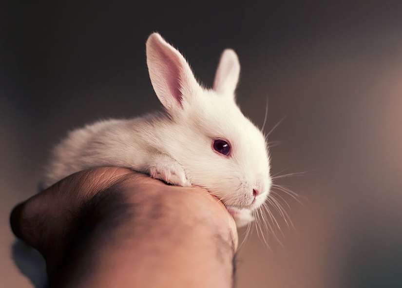 Tenga cuidado, la brecha mimeter: una sesión de fotos de un conejo recién nacido