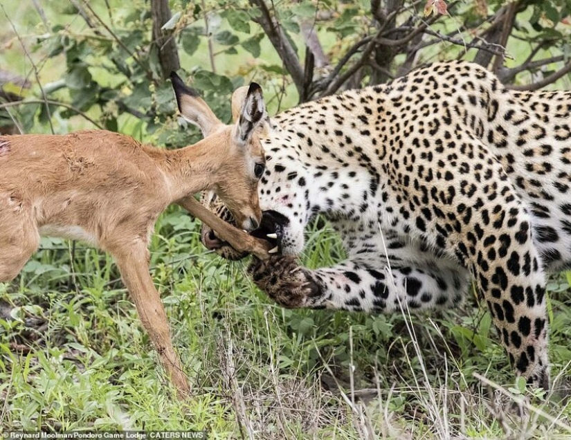 Ternura mortal de un depredador: leopardo e Impala