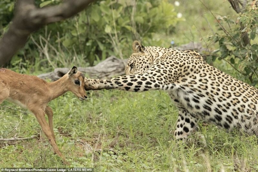 Ternura mortal de un depredador: leopardo e Impala