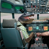 Terrorista involuntario: cómo un cocodrilo se convirtió en el culpable de un accidente de avión de pasajeros