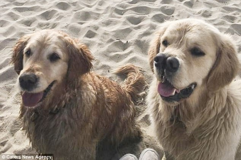 Thanks to the forked nose, the retriever found a family