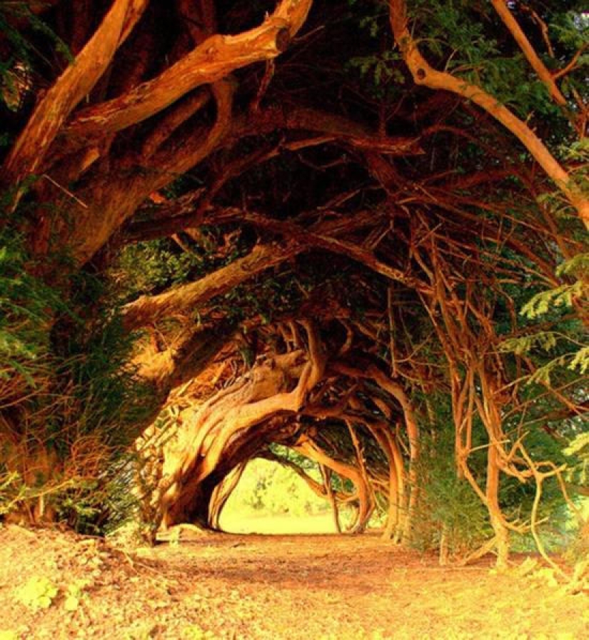 The 10 most beautiful tree tunnels in the world Pictolic