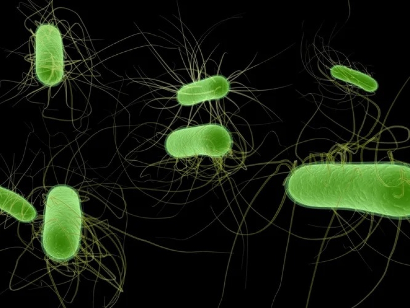 The 10 Most Dangerous Bacteria - Pictolic