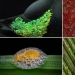 The 20 best works from the Nikon Small World Micrography Competition 2018