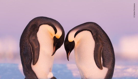 The 25 Best Wildlife Shots of 2019