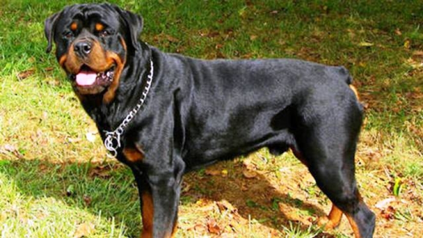 The 25 most dangerous dog breeds