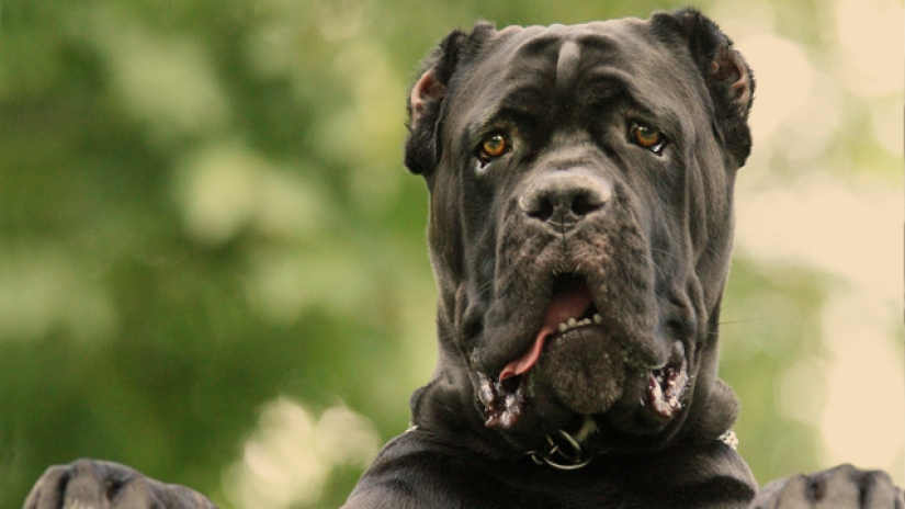 The 25 most dangerous dog breeds