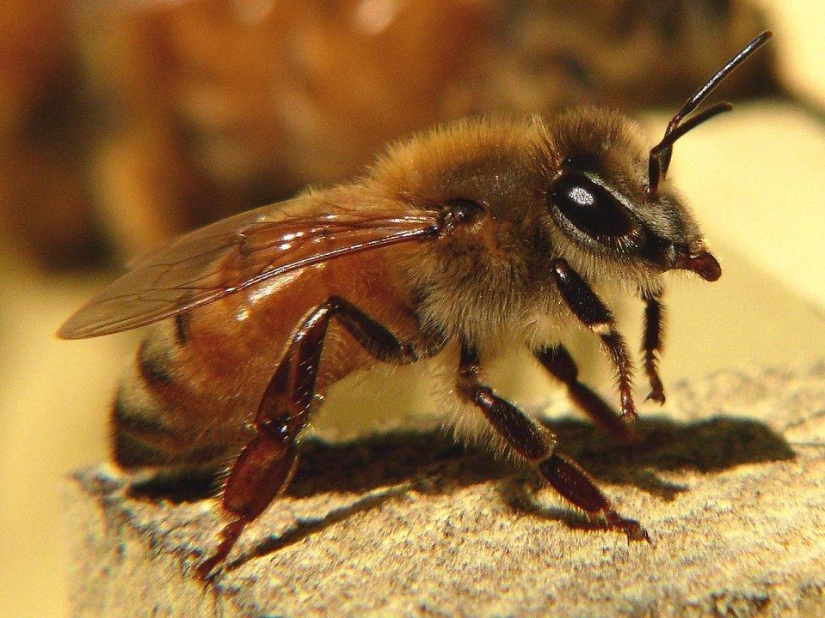 the 25 most dangerous insects on the planet