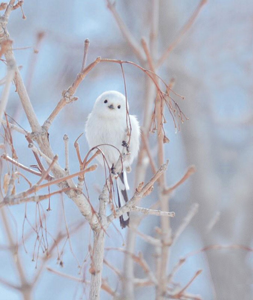 The 7 Cutest Animals from Hokkaido Island