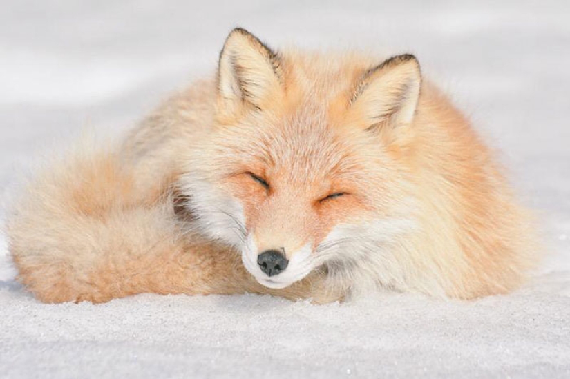The 7 Cutest Animals from Hokkaido Island