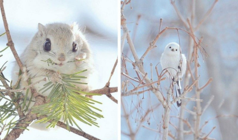The 7 Cutest Animals from Hokkaido Island Pictolic