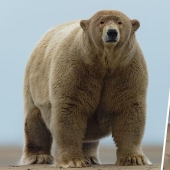 The Aleuts fed a polar bear nicknamed "Fat Albert"