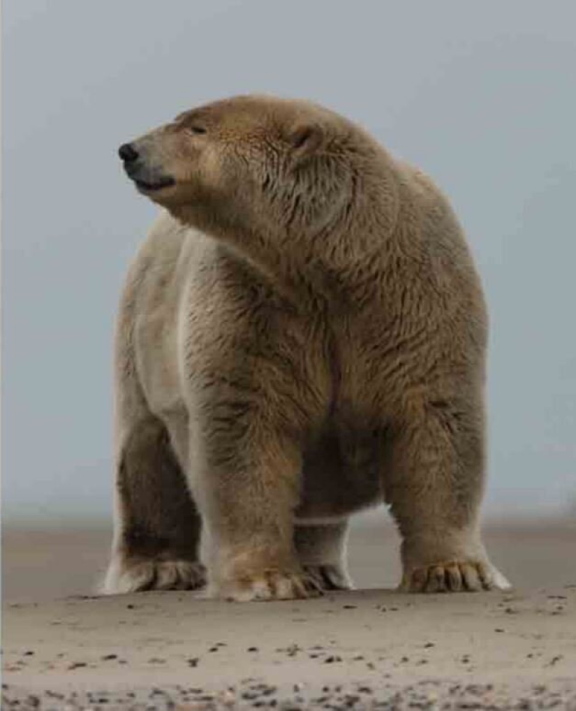 The Aleuts fed a polar bear nicknamed "Fat Albert"