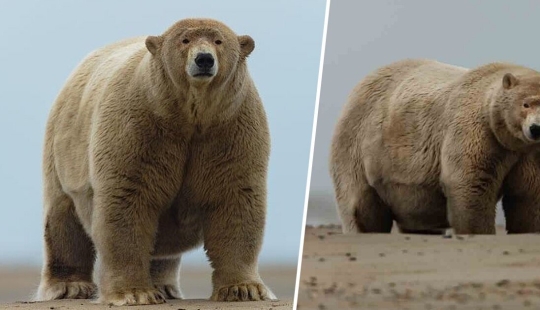 The Aleuts fed a polar bear nicknamed "Fat Albert"