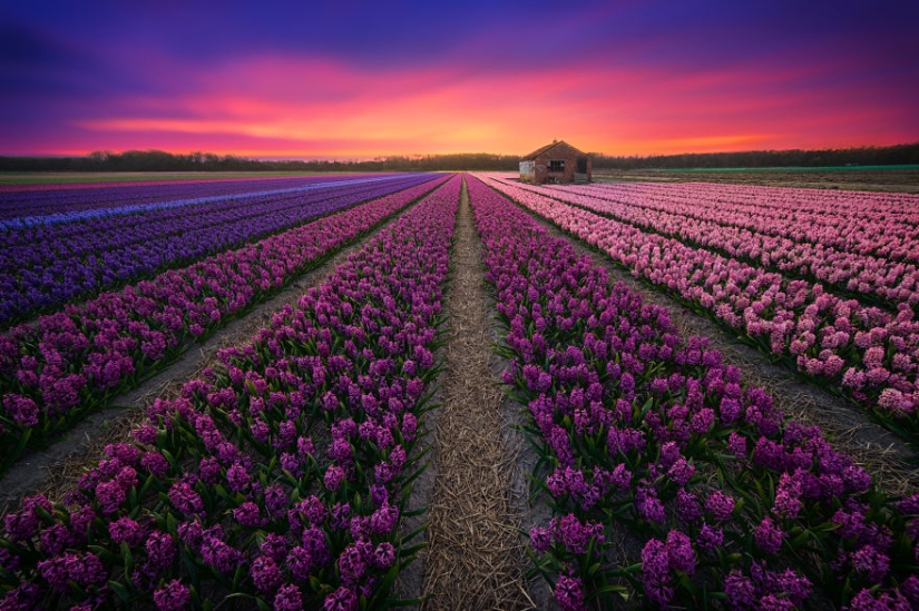 The amazing beauty of the Netherlands
