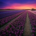The amazing beauty of the Netherlands