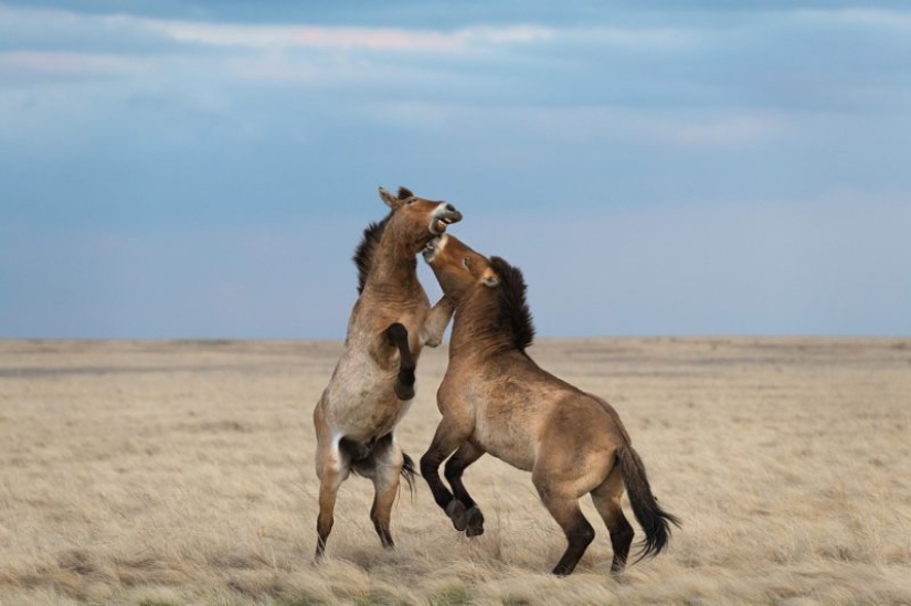 The annual photo contest from National Geographic Russia has already started. Hurry up to become a participant!