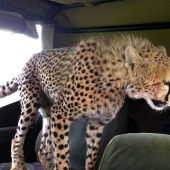 The awkward moment when a cheetah jumped into a jeep