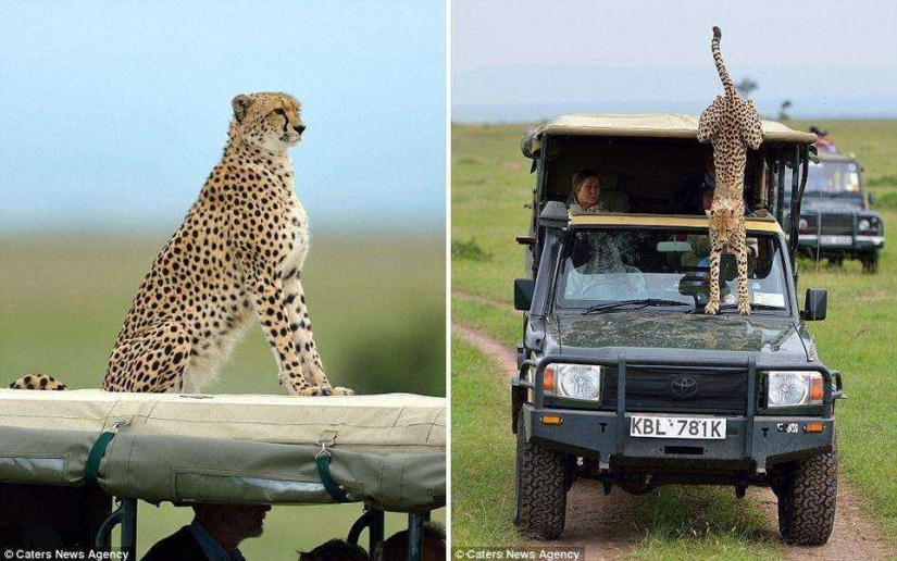 The awkward moment when a cheetah jumped into a jeep