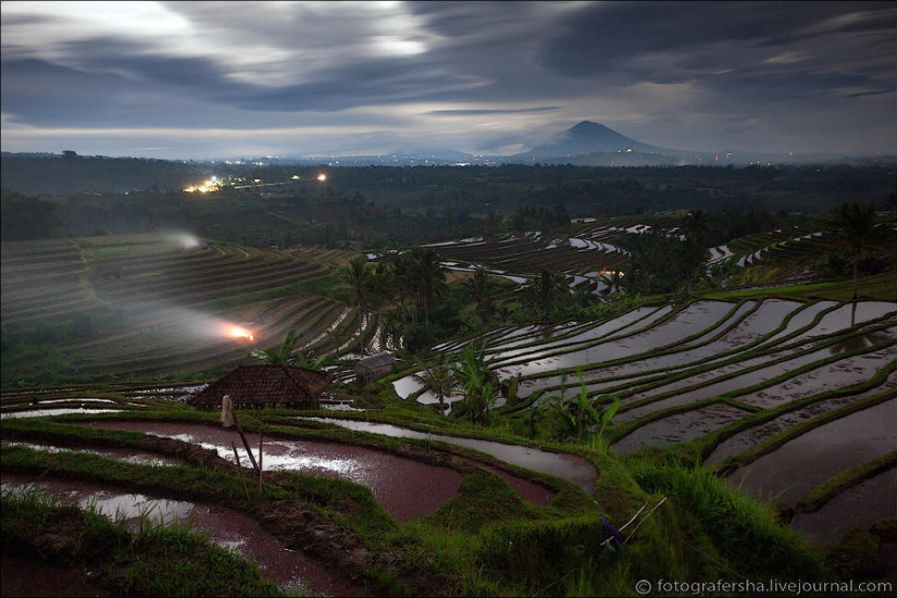 The Balinese rice fields
