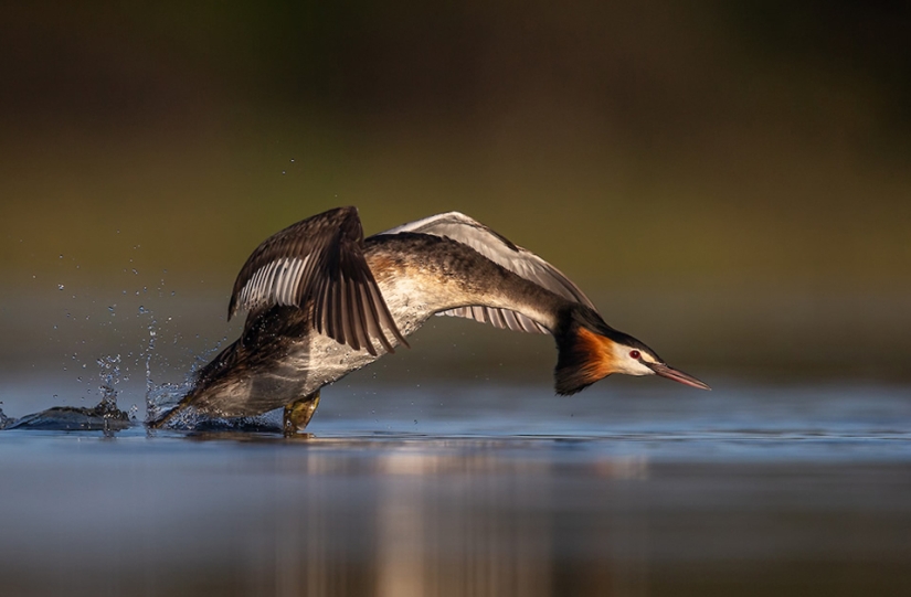 The best bird photos from the Bird Photographer of the Year contest