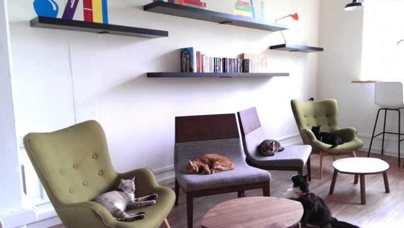 The best cat cafes in the world