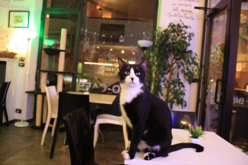The best cat cafes in the world