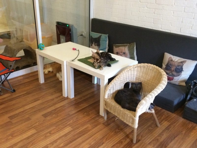 The best cat cafes in the world