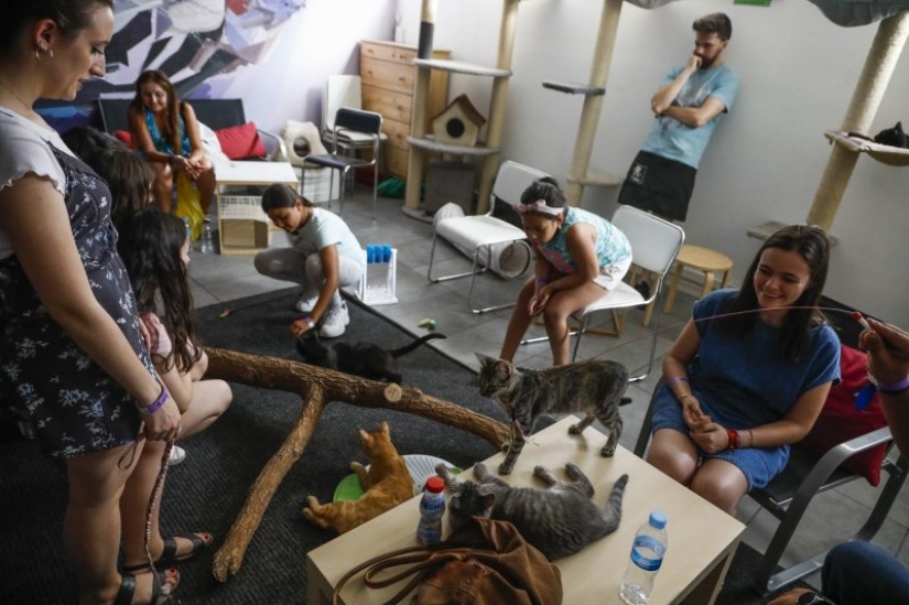 The best cat cafes in the world