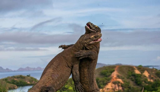 The Best Shots of the Wildlife Photography Contest Finalists