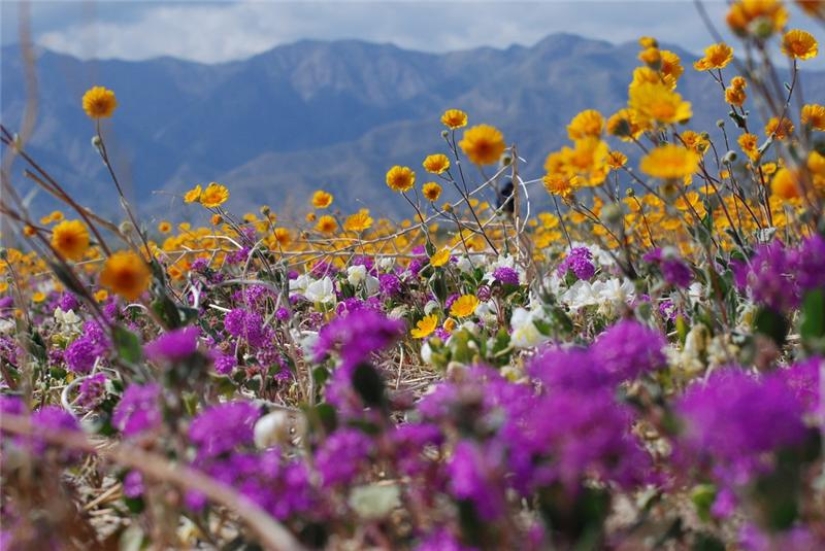 The blooming desert of Anza-Borrego