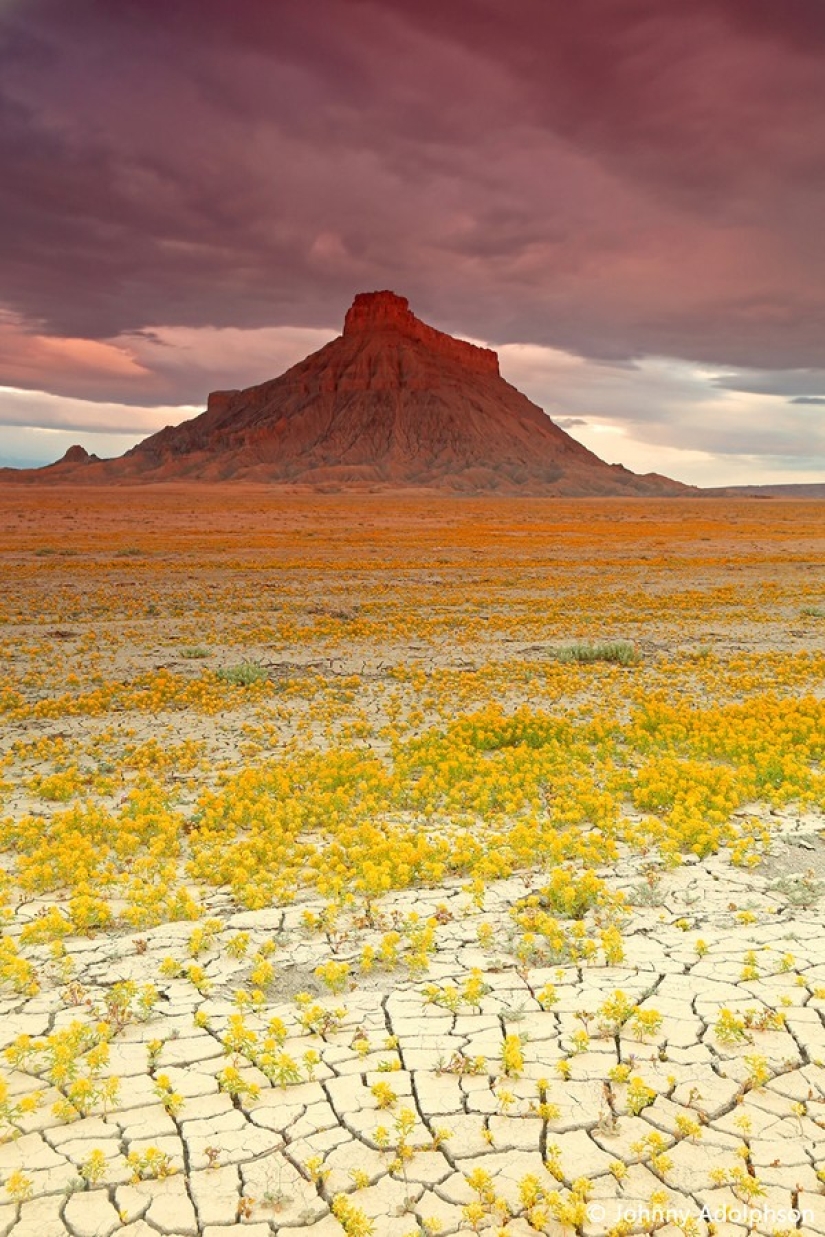 The blooming desert of Anza-Borrego