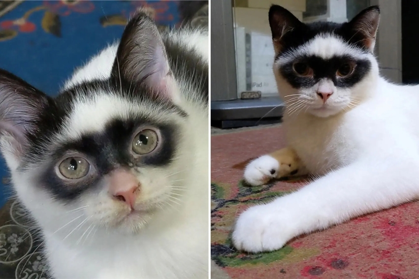 The cat became the star of Tiktok because of his resemblance to Zorro