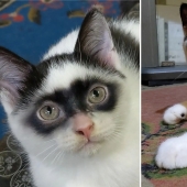 The cat became the star of Tiktok because of his resemblance to Zorro