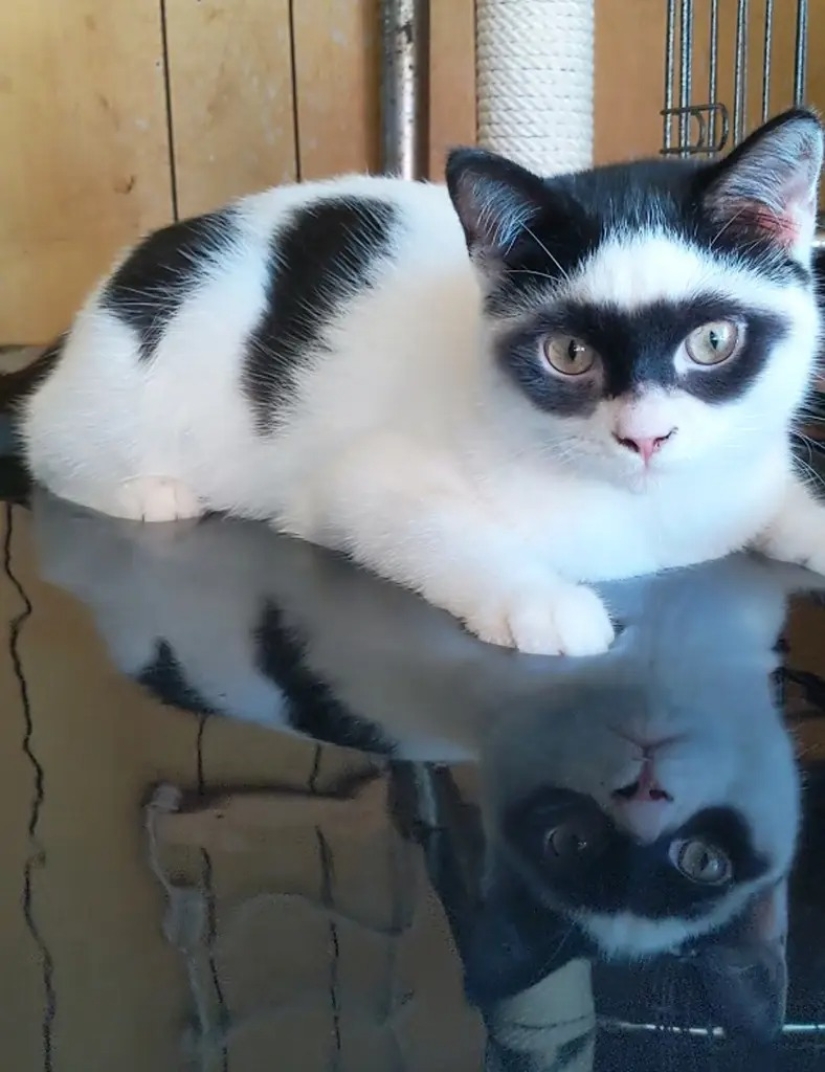 The cat became the star of Tiktok because of his resemblance to Zorro