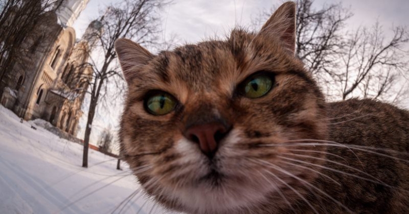 "The cat? Innocent!" furry hooligans have a powerful patron in the State Duma