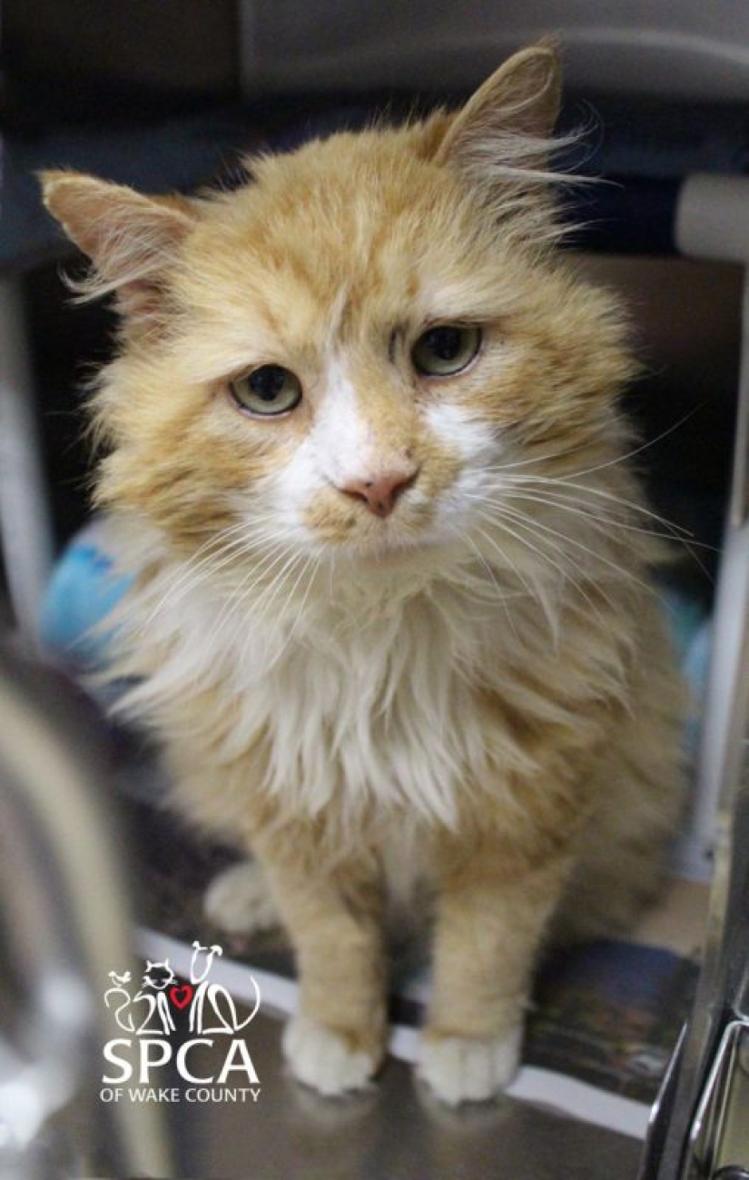 The cat walked 20 km to find his owners, but they decided to put him to sleep