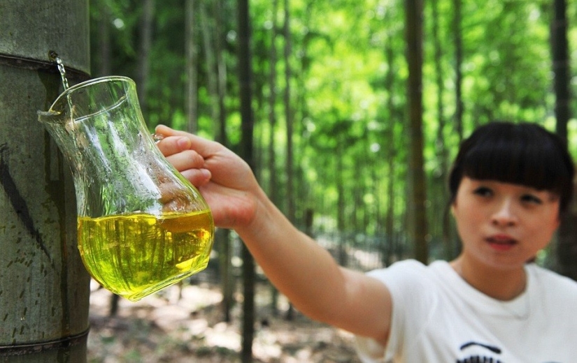 The Chinese have learned how to produce medicinal alcohol inside a live bamboo