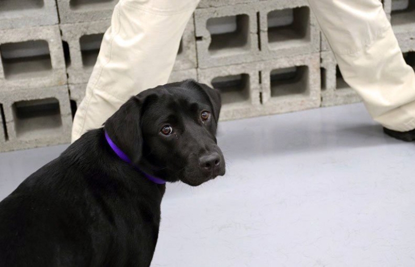 The CIA fired Labrador Lulu because she didn't like working for them