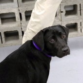 The CIA fired Labrador Lulu because she didn't like working for them