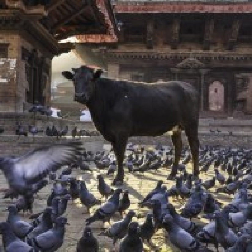 The City Between Life and Death Kathmandu