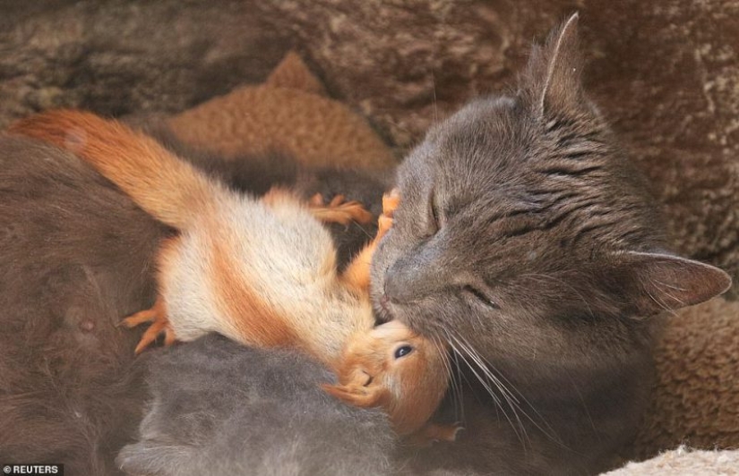 The Crimean cat Pusha adopted four squirrels for upbringing