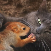 The Crimean cat Pusha adopted four squirrels for upbringing