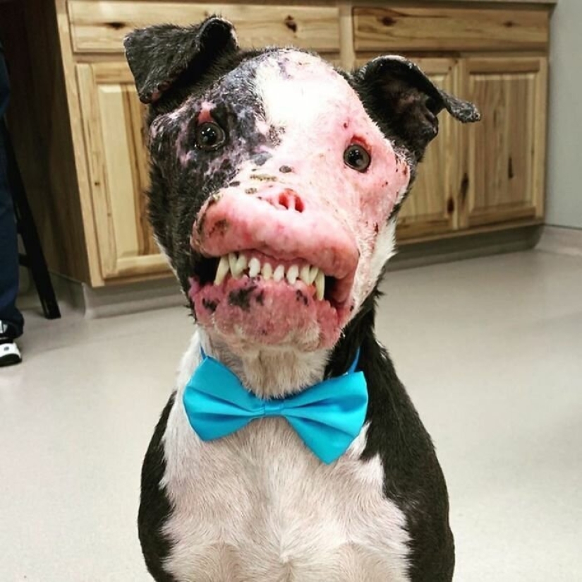 The dog, disfigured by the disease, did not believe happiness when attention was paid to him