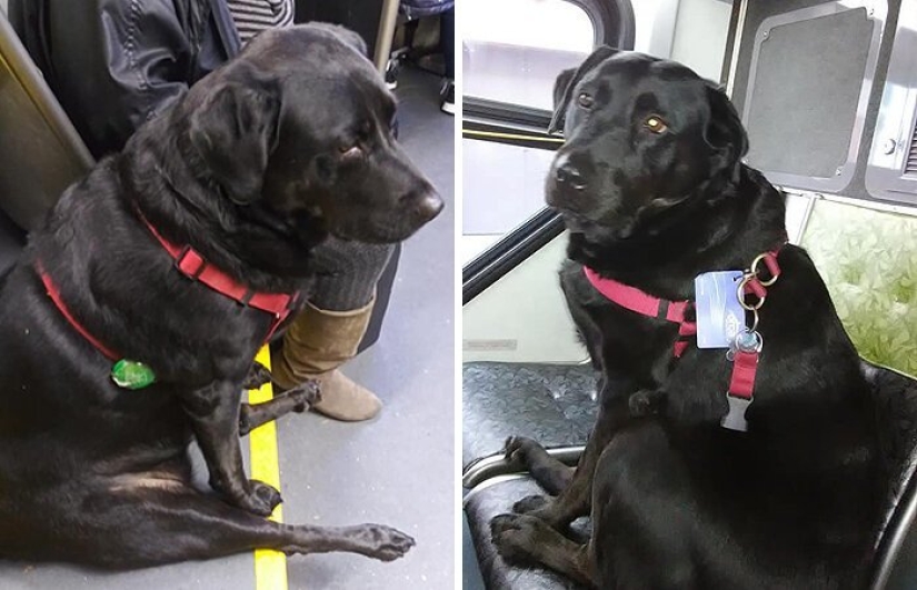 The dog goes to the park by bus on his own and uses a travel card