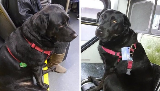 The dog goes to the park by bus on his own and uses a travel card