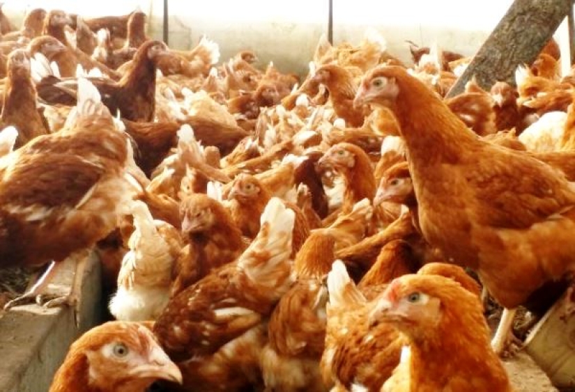 "The enemy will not pass!": thousands of chickens pecked to death a fox that made its way to their chicken coop